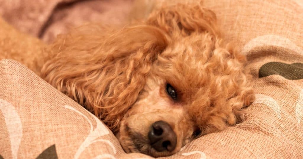 Understanding Poodle Sebaceous Adenitis