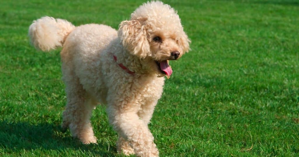 Understanding Poodles - Are Poodle Aggressive Behavior