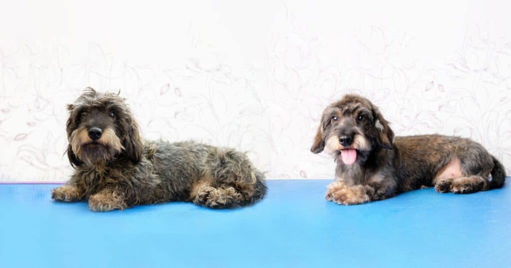 Understanding Wire Hair Dog Grooming