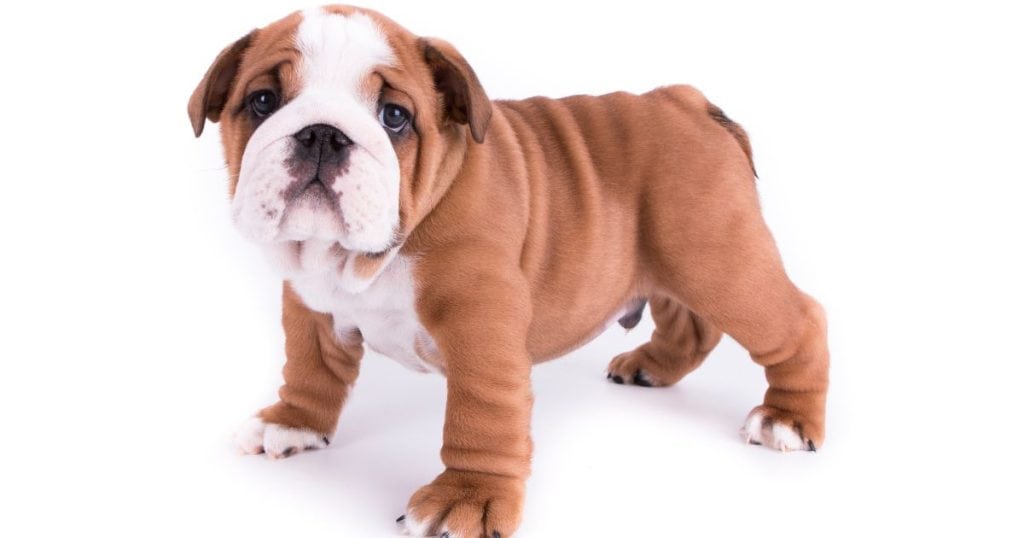 Understanding Your Bulldog Puppy - How to Train A Bulldog Puppy