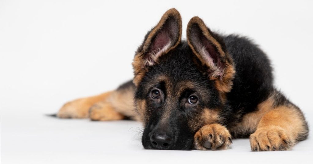 Understanding Your German Shepherd Puppy - How to Train a German Shepherd Puppy