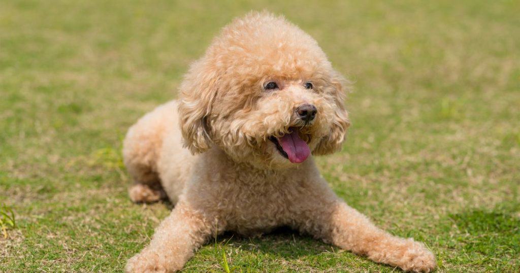 Understanding the Poodle Breed - Can Poodle Swim