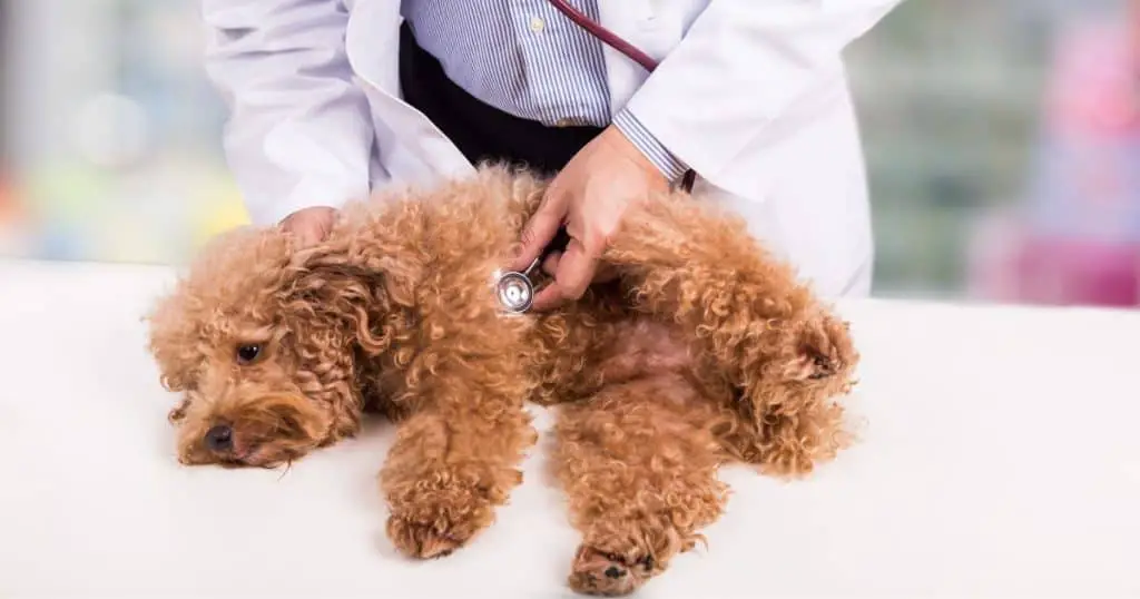 Veterinary Procedures and Treatments - Poodle Head Growth