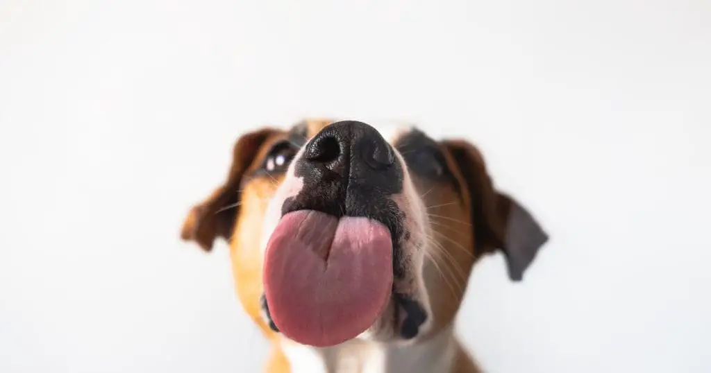 What Does It Mean When Your Doggy Licks A Lot?