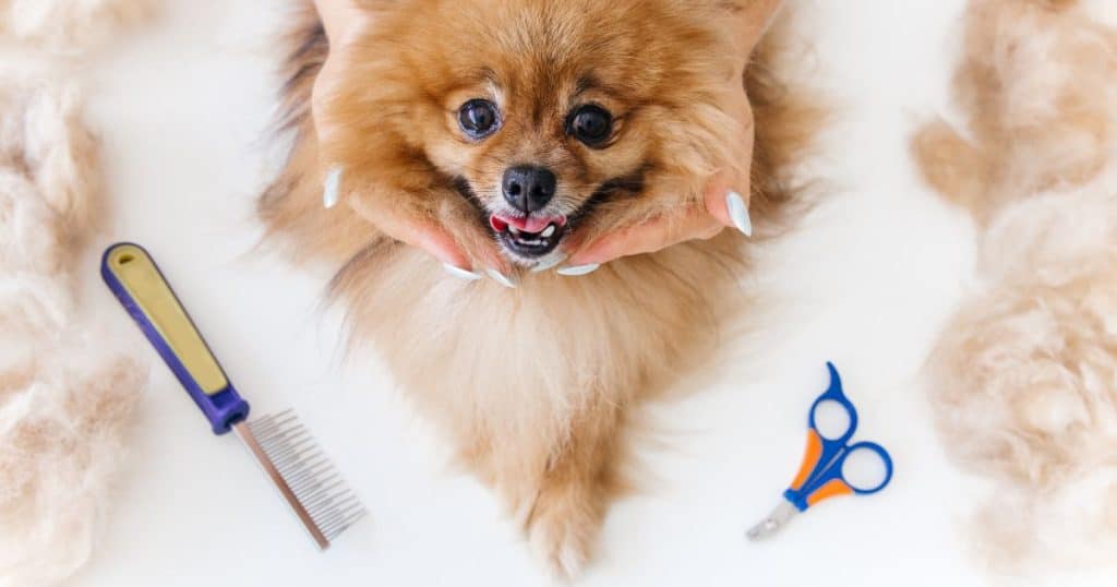 What Is Included in Dog Grooming