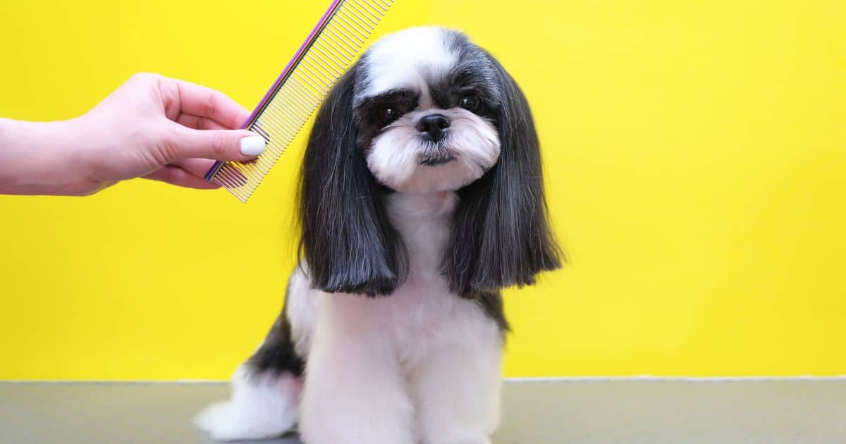 What is Included in Dog Grooming? Best 7 Services Explained