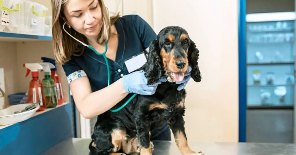 When to Consult a Veterinarian - After Grooming Dog Itching