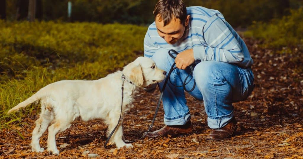 When to Seek Professional Help - How to Train a Golden Retriever Puppy