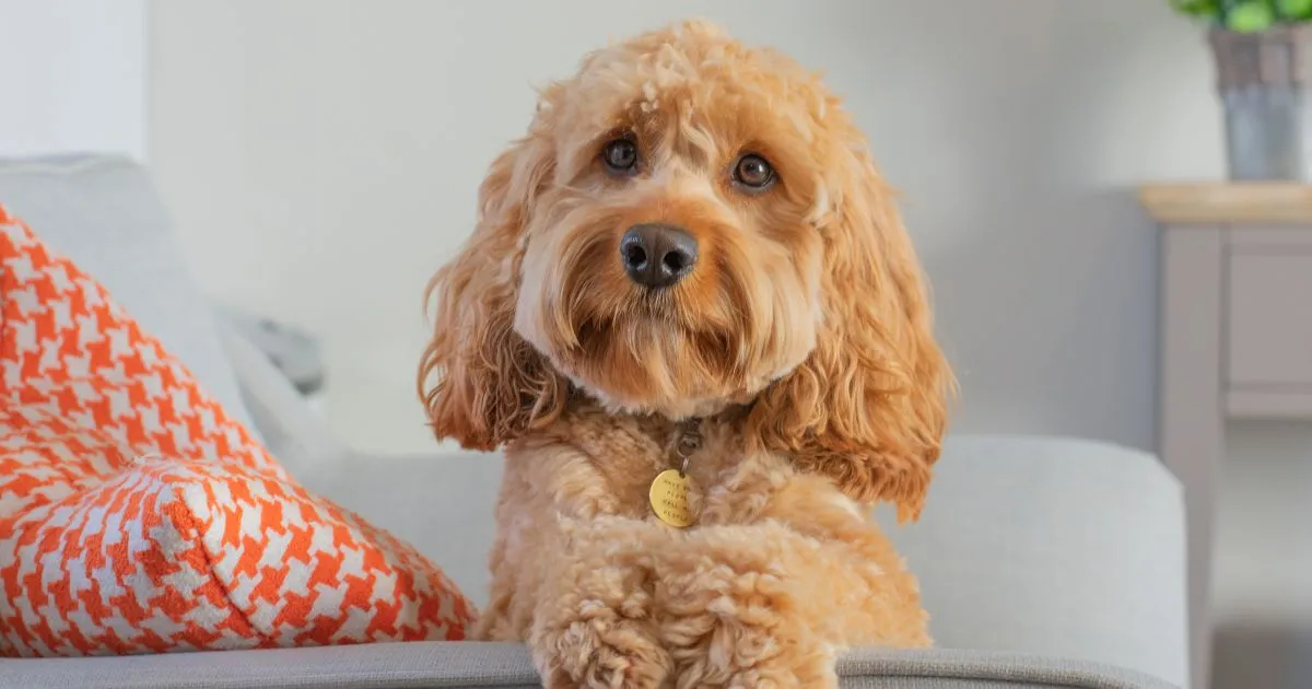 10 Best Dog Foods for Cavapoo to Keep Them Happy & Healthy
