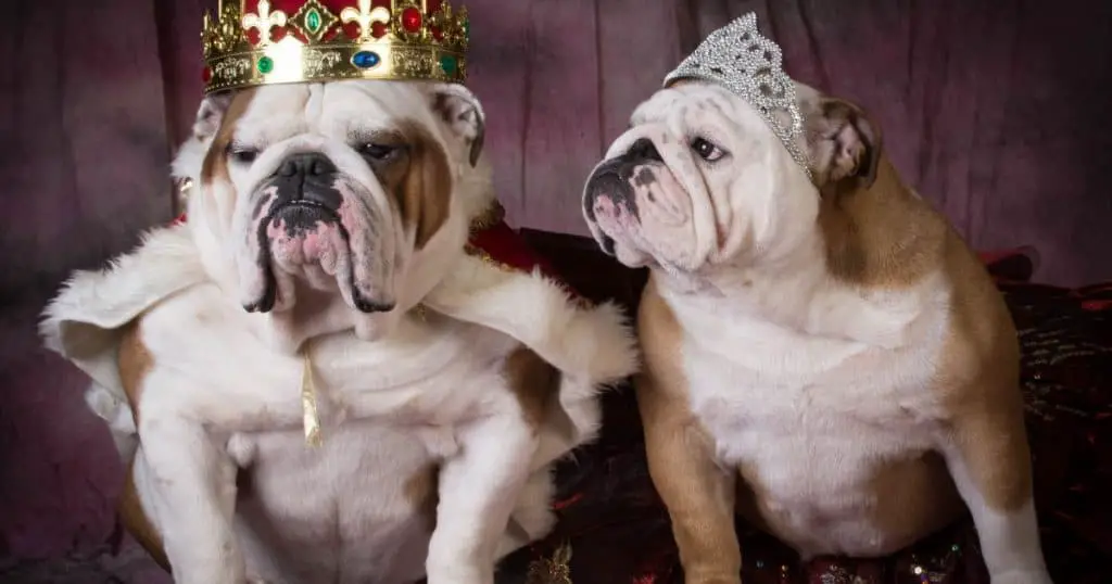 10 Fabulous Frenchies Instagram Account Unique Bulldog Names