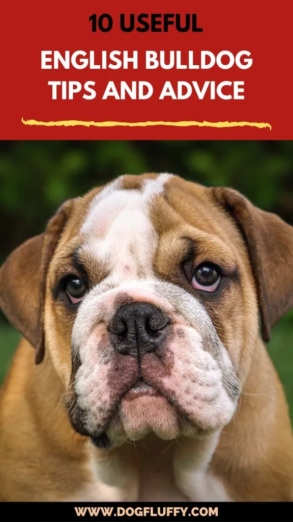 10-Useful-English-Bulldog-Tips-and-Advice-Pin-Image- 10 Useful English Bulldog Tips and Advice - PIN 1080 * 1920