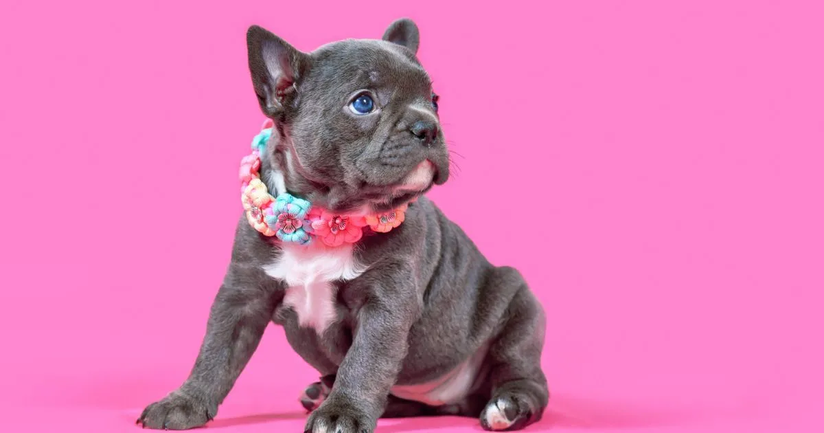 12 Best Collars For Your Bulldog Puppy - NFIMG