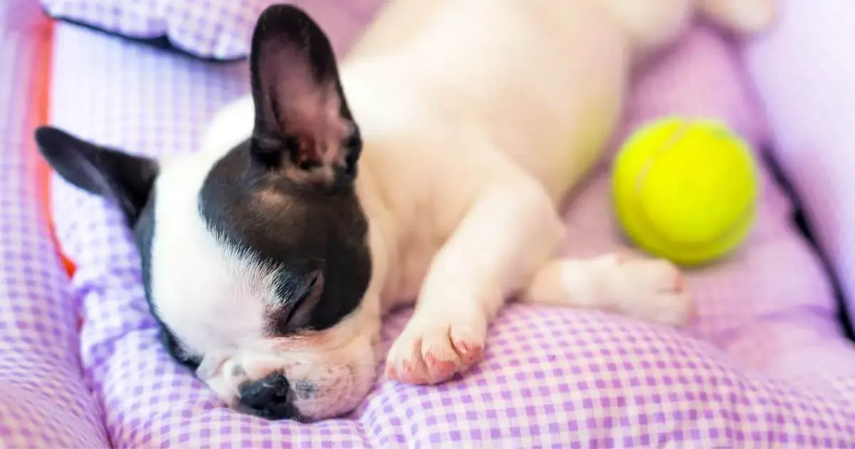 12 Best Dog Bed For French Bulldog Puppy