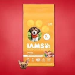 #2 IAMS Proactive - What Do Bulldog Puppies Eat
