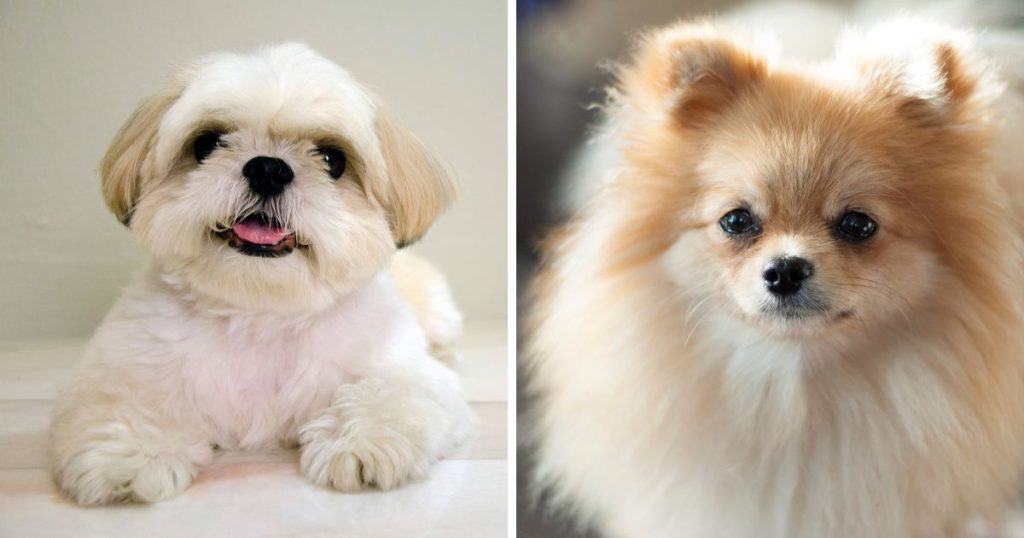 Adoption and Breeding - Shih Tzu and Pomeranian Mix