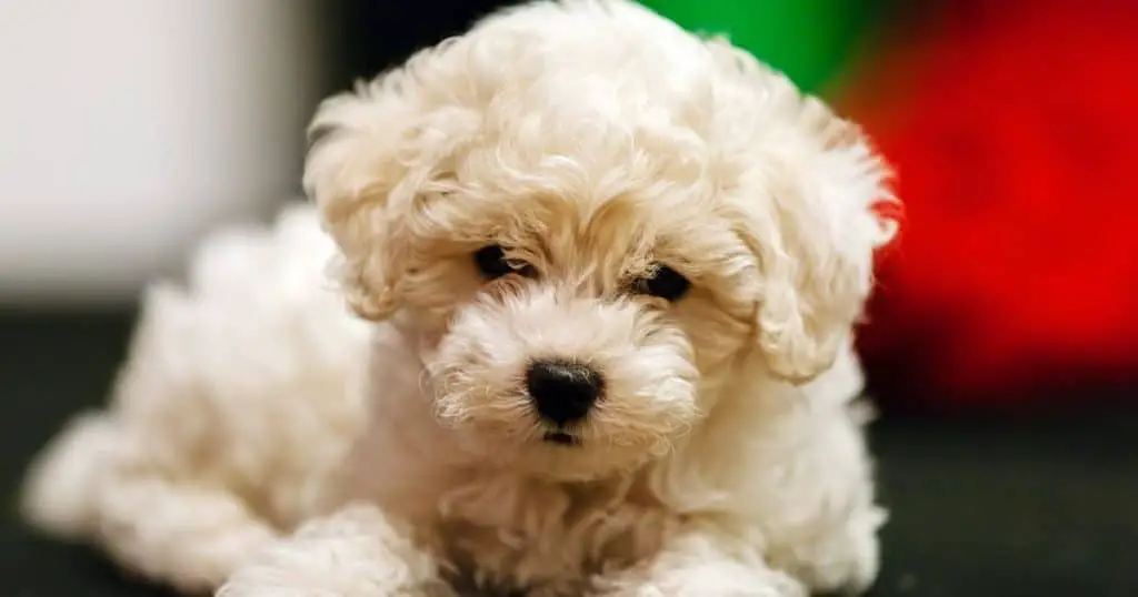 Aging and Life Expectancy - What Do Bichon Frise Usually Die From?
