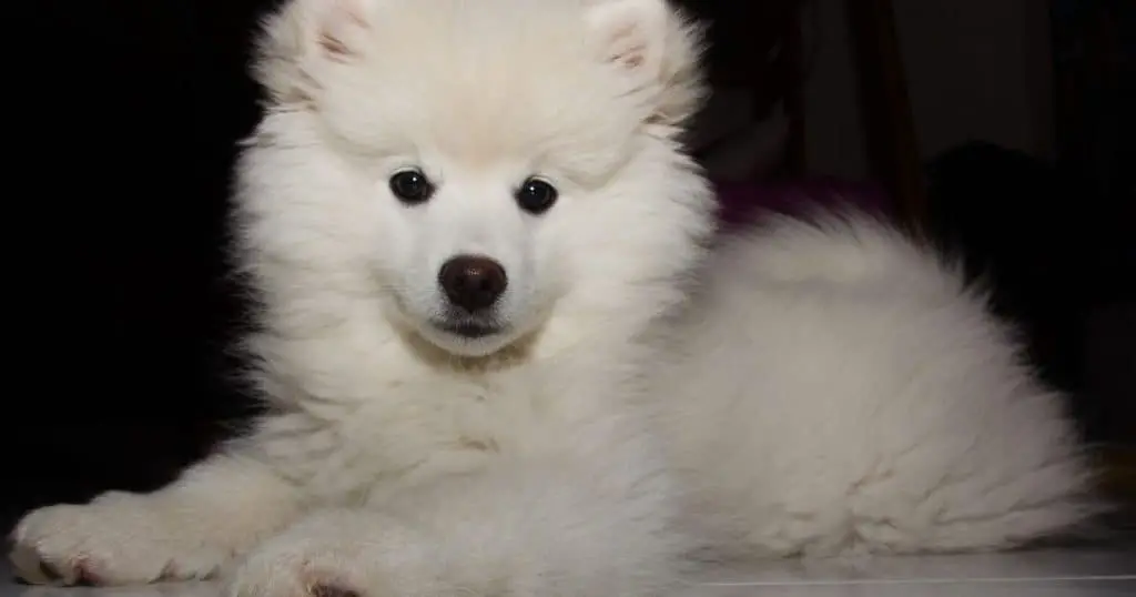 American Eskimo - Medium Fluffy Dog Breeds List