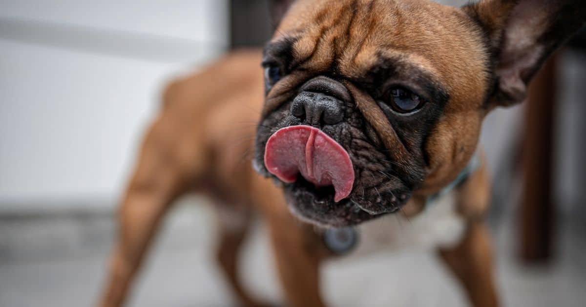 Are Your French Bulldog Licking Paws? 4 Wonderful Ways To Tackle It