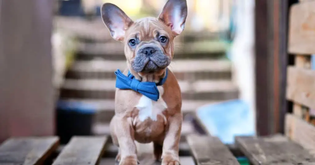 Before You Go - French Bulldog Color Chart
