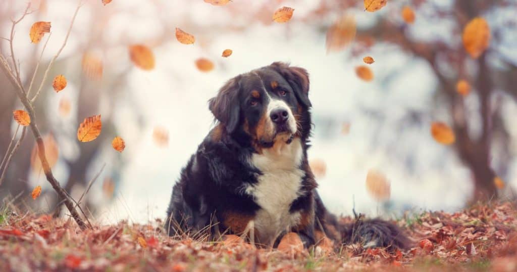 20 Best Fluffy Dog Breeds (Big, Medium, and Small) 5 Bernese Mountain Dog - Big Fluffy Dog Breeds List