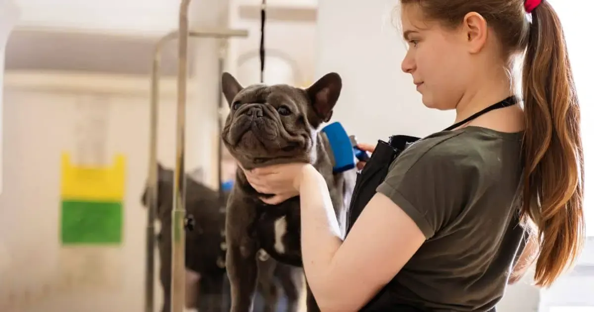 Best Brush for French Bulldogs: Top 11 Picks for a Healthy Coat - NFTI