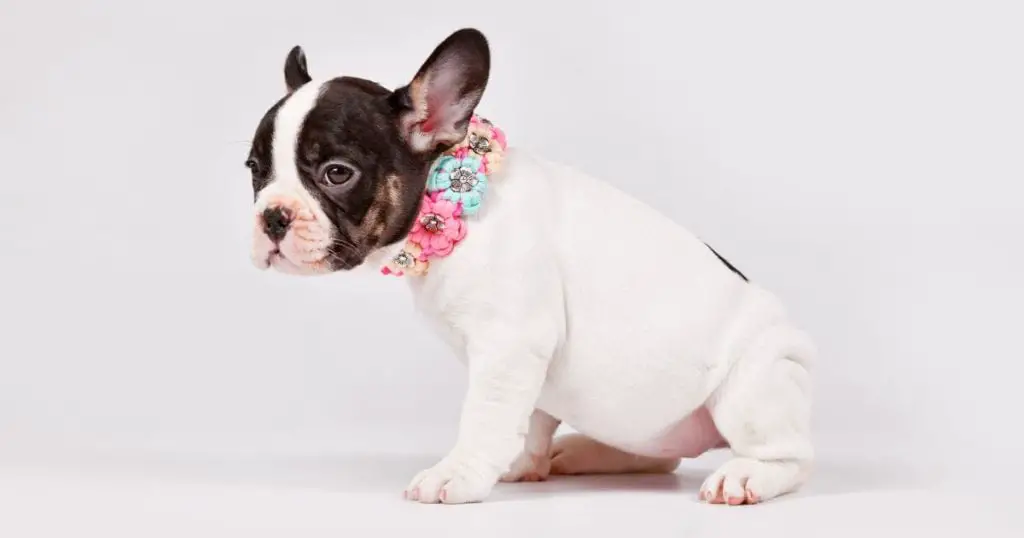 Best Collars For Your Bulldog Puppy - INTIMG