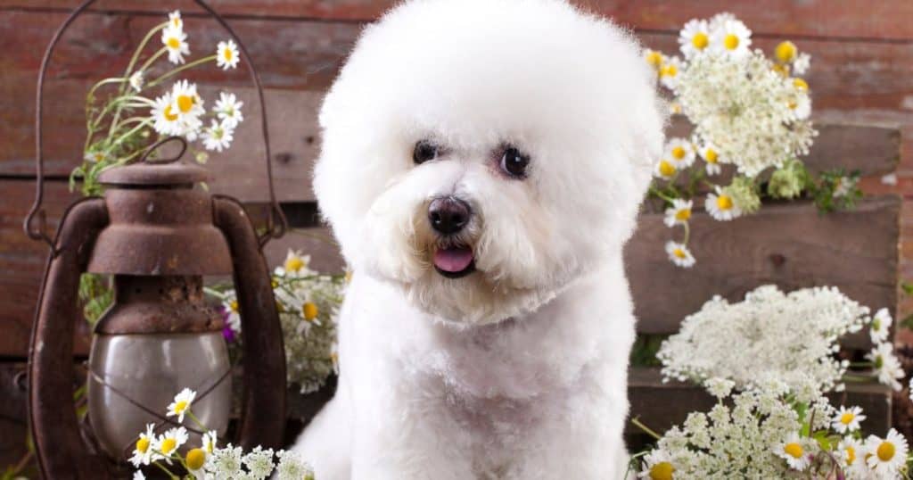 Bichon Frise Behavior Problems - Bichon Frise Personality Traits