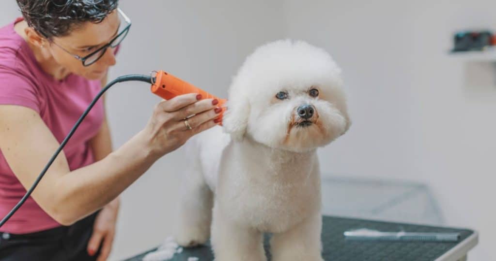 Bichon Frise Behavior Problems - Grooming and Care for Bichon Frises