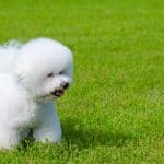 Bichon Frise Behavior Problems: Top 5 Issues and Effective Solutions Explained