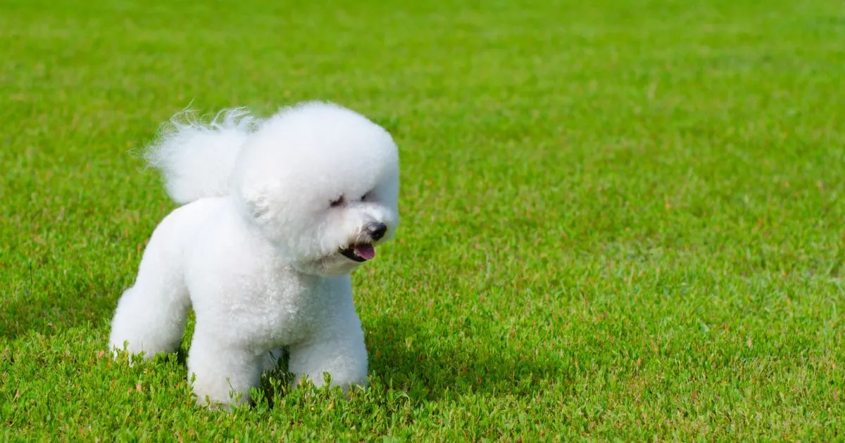Bichon Frise Behavior Problems: Top 5 Issues and Effective Solutions Explained