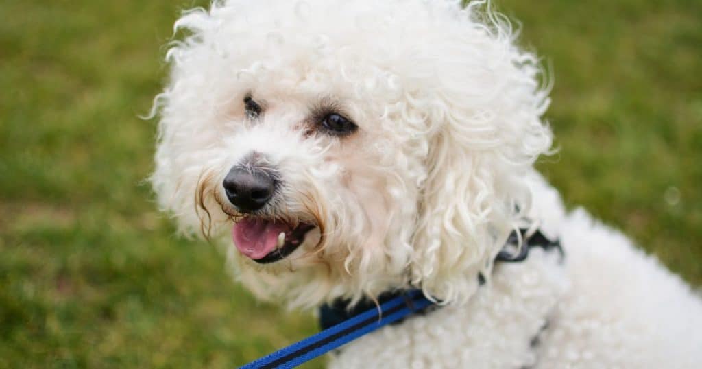 Bichon Frise Behavior Problems - Training Techniques and Strategies