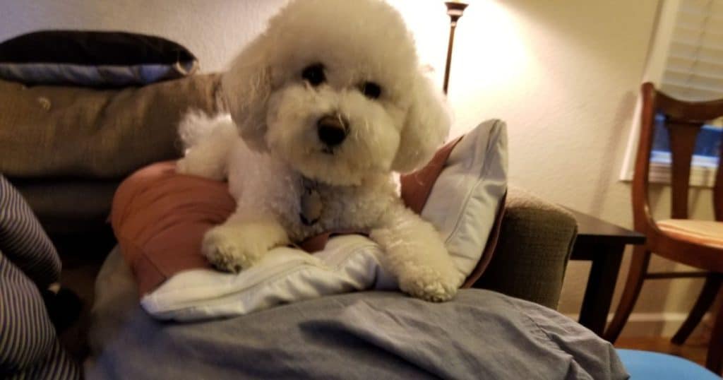 Bichon Frise Health and Lifespan - Bichon Frise Lifespan