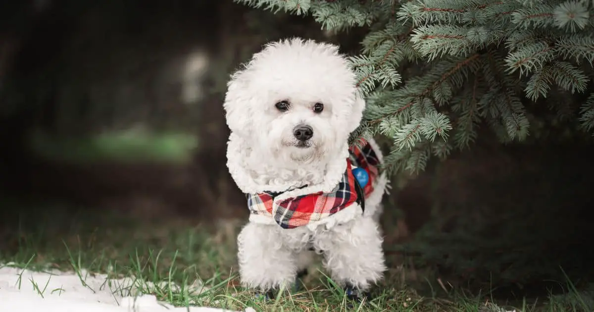 Bichon Frise Lifespan: 12-15 Years of Love and Challenges Explored