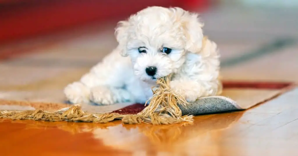 Bichon Frise Overview What Do Bichon Frise Usually Die From