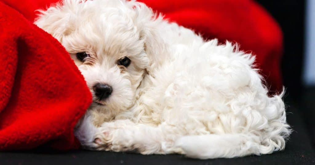 Bichon Frise Fluffy Dog Breed Bichon Frise - Small Fluffy Dog Breeds List