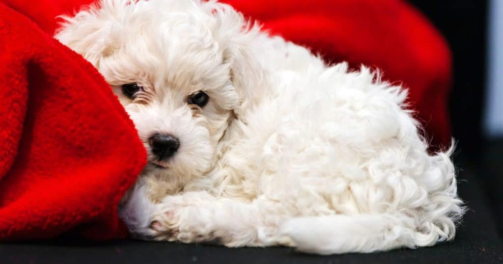 Bichon Frise - Small Fluffy Dog Breeds List