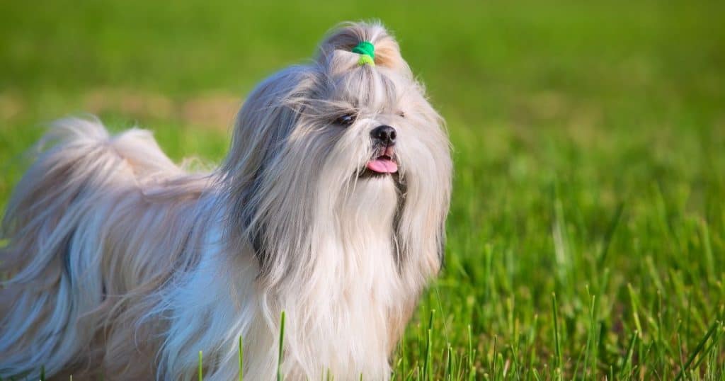 Breed Recognition and Standards - Shih Tzu Temperament