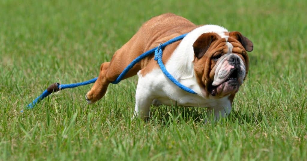 Bulldog Breed - Bulldog and Shih Tzu Mix