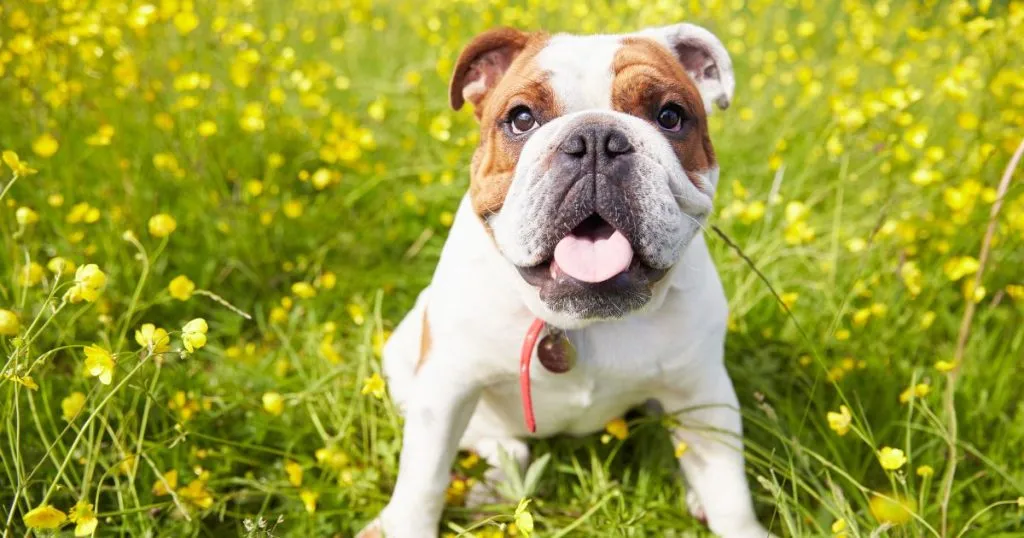 Best 6 Tips To Increasing Bulldog Life Expectancy 1 Bulldog Life Expectancy - Understanding The Breed