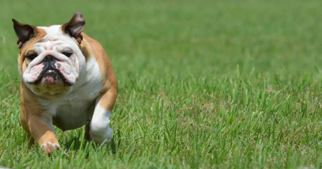 Bulldog Whistle Training - Dog Training Whistle