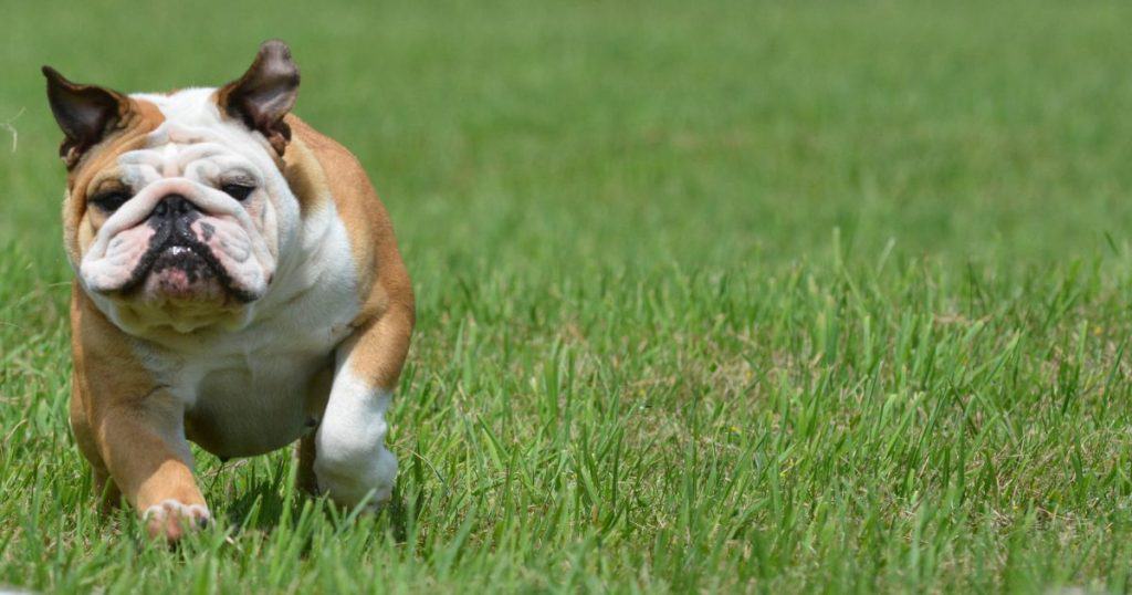 Bulldog Whistle Training - Dog Training Whistle