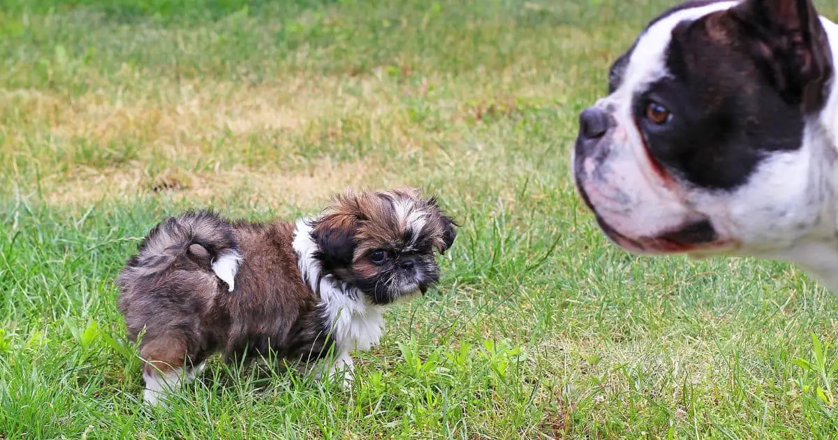 Bulldog and Shih Tzu Mix: What You Need to Know? Best Guide