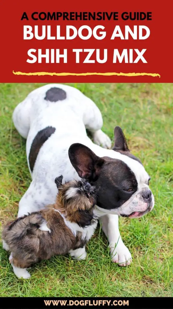 Bulldog and Shih Tzu Mix: Your Ultimate Guide Pin Image