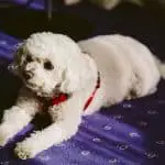 Can Bichon Frise Be Left Alone? The Answer May Surprise You