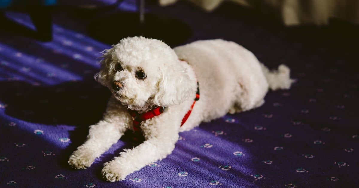 Can Bichon Frise Be Left Alone? 5 Pros and Cons Explored