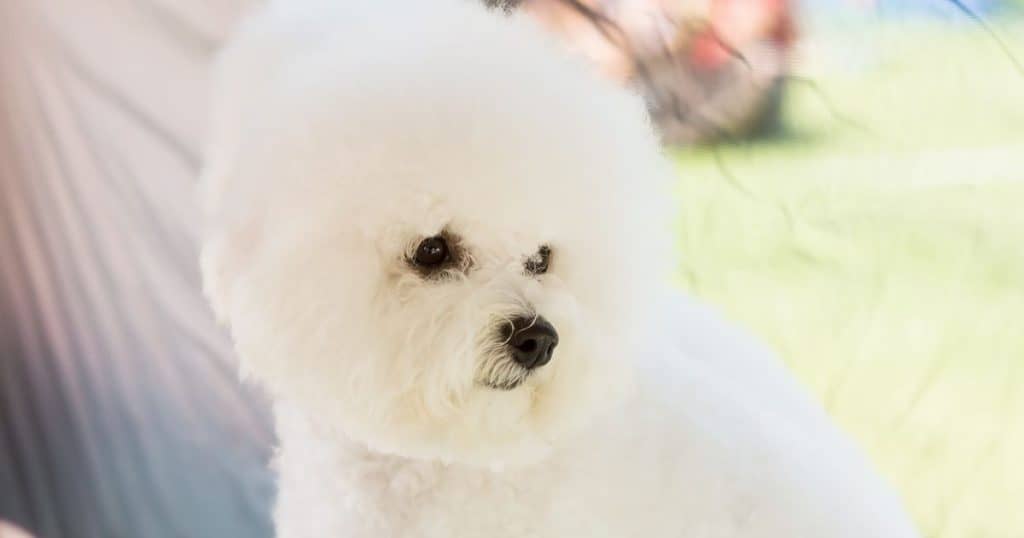 Can Bichon Frise Swim?