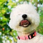 Can Bichon Frise Swim? 5 Surprising Facts for Dog Lovers! Best Guide