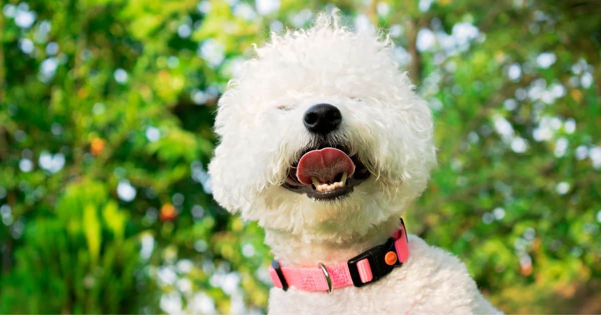 Can Bichon Frise Swim? 5 Surprising Facts for Dog Lovers! Best Guide