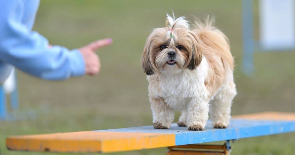 Caring for a Shih Tzu Terrier Mix