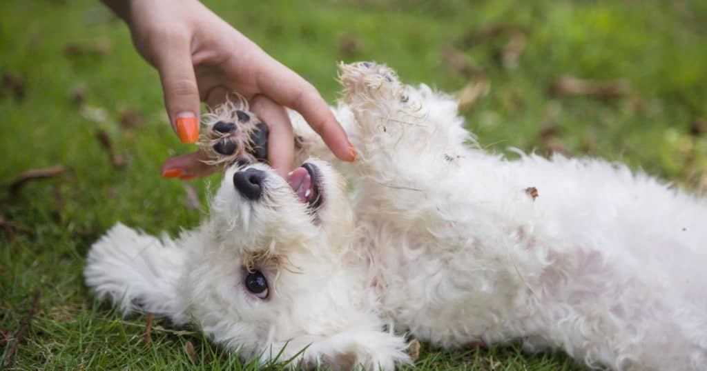 Common Bichon Frise Behavior Problems